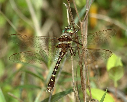 Male
3 Apr 2006  Decatur